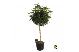 Schefflera arboricola compacta Schefflera arb. Compacta op stam 1 pp