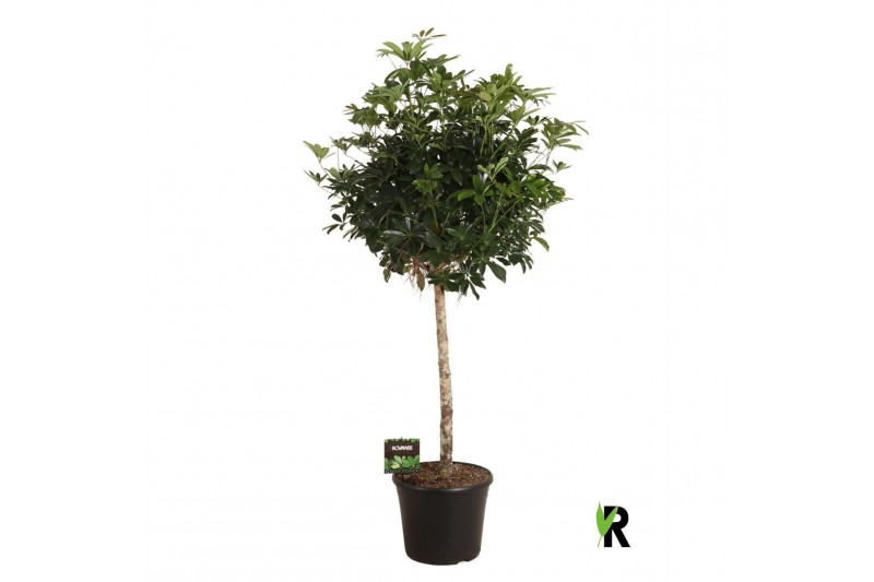Schefflera arboricola compacta Schefflera arb. Compacta op stam 1 pp 
