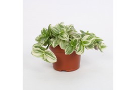 Tradescantia Tradescantia Abliflora Giant - White Beach 12cm 17 cm  cm