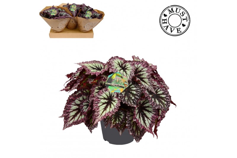 Begonia blad Bladbegonia Rex Fireworks Must Have 2 pp Begonia blad Bladbegonia Rex Fireworks Must Have 2 pp