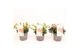 Lewisia mountain dreams mix