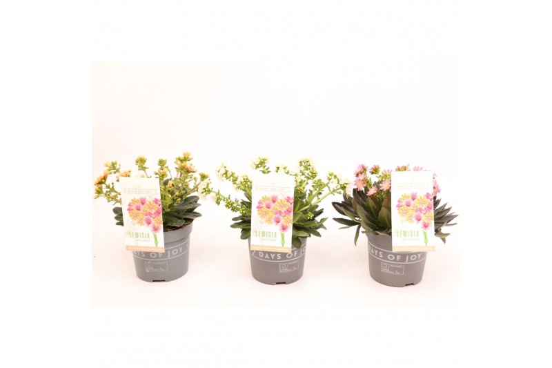 Lewisia mountain dreams mix 