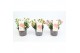 Lewisia mountain dreams mix 