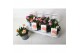 Lewisia mountain dreams mix 