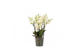 Phalaenopsis multiflora wit BO Flora P15 White