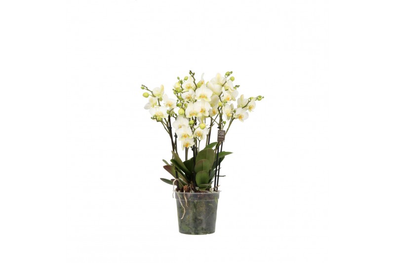 Phalaenopsis multiflora wit BO Flora P15 White Phalaenopsis multiflora wit BO Flora P15 White