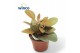 Kalanchoe orygalis 