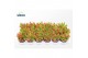 Crassula Capitella Campfire 
