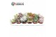 Succulenten Sierras® - Barcelona Mix (Collection) 1 pp 1 bl. 