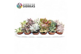Succulenten Sierras® - Barcelona Mix (Collection) 1 pp 1 bl.