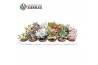Succulenten Sierras® - Barcelona Mix (Collection) 1 pp 1 bl.
