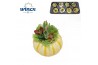 Arrangementen succulenten Pumpkin mix (M)