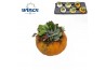 Arrangementen succulenten Pumpkin mix (L)