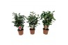 Camelia mix 3 kleuren 15-20 knoppen