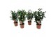 Camelia mix 3 kleuren 15-20 knoppen 