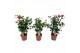 Camelia mix 3 kleuren 15-20 knoppen 