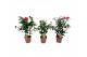 Camelia mix 3 kleuren 15-20 knoppen 