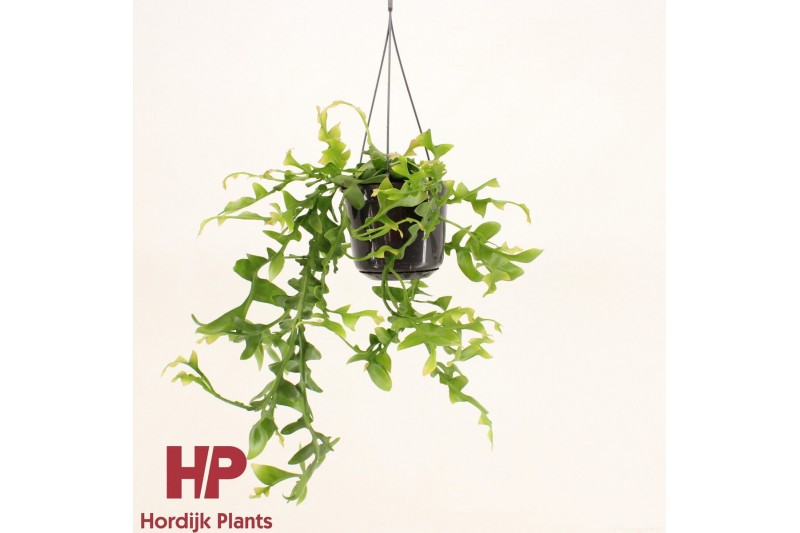 Epiphyllum chrysocardium hp 
