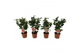 Camelia mix 3 kleuren 10-15 knoppen