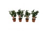 Camelia mix 3 kleuren 10-15 knoppen