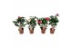 Camelia mix 3 kleuren 10-15 knoppen 