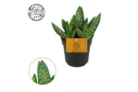 Aloe paradisicum