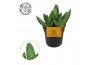 Aloe paradisicum