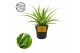 Chlorophytum ocean 