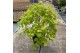 Acer shirasawanum moonrise 