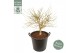 Acer shirasawanum moonrise 