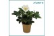 Helleborus niger christmas carol golden stars 