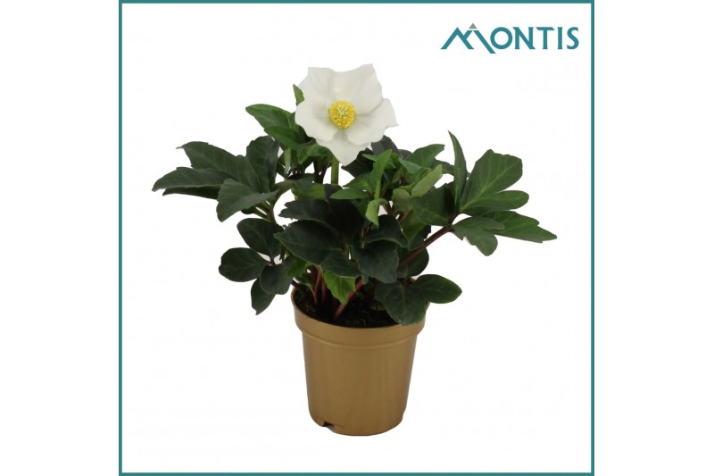 Helleborus niger christmas carol golden stars 