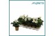 Helleborus niger christmas carol golden stars 