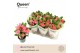 Euphorbia milii charlotte Euphorbia Tiara Charlotte Roze P14 Queen 15  