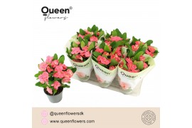 Euphorbia milii charlotte Euphorbia Tiara Charlotte Roze P14 Queen 15 