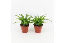 Chlorophytum lemon