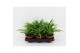 Chlorophytum lemon 