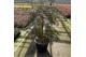 Acer palmatum garnet 