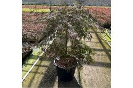 Acer palmatum garnet