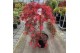 Acer palmatum garnet 
