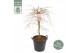 Acer palmatum garnet 