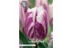 Bollen droog tulipa Tulip Triumph Flaming Flag x10 12/+ overig pp 