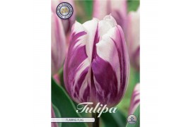 Bollen droog tulipa Tulip Triumph Flaming Flag x10 12/+ overig pp