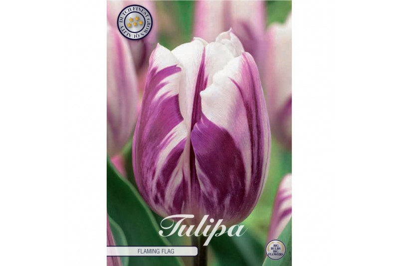 Bollen droog tulipa Tulip Triumph Flaming Flag x10 12/+ overig pp 