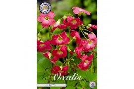 Bollen droog Oxalis Deppei x20 6/+ overig pp