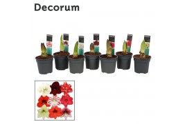 Hippeastrum Hippeastrum Exclusieve Mix 2 Knop (Decorum) 2 tak/plnt