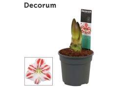 Hippeastrum Hippeastrum Flaming Striped 2 Knop (Decorum) 2 tak/plnt