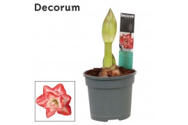 Hippeastrum double galaxy grp blossom peacock Hippeastrum Blossom Peac