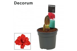 Hippeastrum double galaxy grp red peacock Hippeastrum Red Peacock 2 Kn