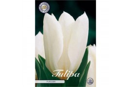 Bollen droog tulipa Tulip Fosteriana Purissima x10 12/+ overig pp